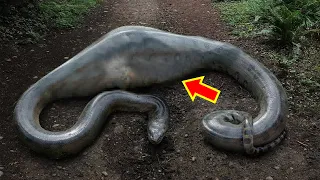 10 Craziest Things Found Inside Snakes