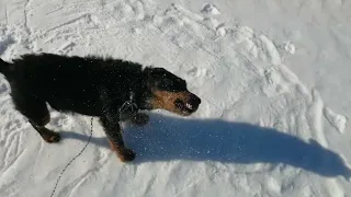 german jagdterrier