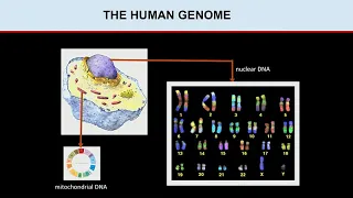 The Perspective from Africa - Himla Soodyall: So Where Do We Come From?