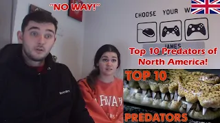 British Couple Reacts to Top 10 Predators of North America!
