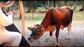 Namaste /Sacred Indian cow lick the harp/Relax Music Alizbar /Wind harp Aeolian /Celtic harp/ India