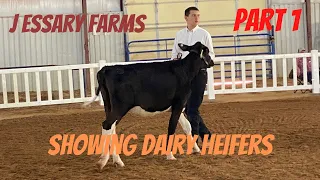 Showing Dairy Heifers: Part 1