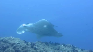 Dolphins, Whale Sharks, Giant Manta at Tofo, Mozambique