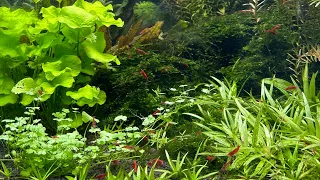 acuario plantado con micro rasboras, corydoras pigmeas y neocaridinas red sakura