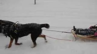 Varick and Bayden pull a dog sled