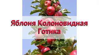 Яблоня колоновидная Готика 🌿 Обзор: посадка и уход. крупномеры яблони Готика: описание и особенности