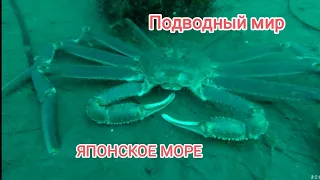 дайвинг Владивосток. дайвинг для начинающих. дайвинг приморский край. подводный мир