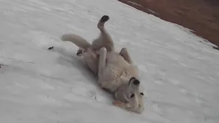 These Happy Dogs Love Sliding Down Snowy Hills