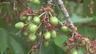 California's 2019 cherry crop poised to make a comeback