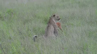 Incredible footage of leopard behaviour during impala kill - Sabi Sand Game Reserve, South Africa-9