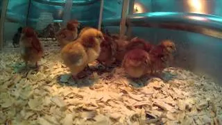 Baby Chicks, Ducks, and Turkeys