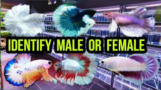 HOW TO IDENTIFY BETTA FISH MALE AND FEMALE | BETTA FISH MALE FEMALE | BETTA FISH BREEDING | FRY CARE