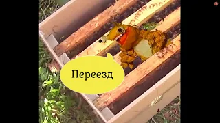 Пересадка пчелопакетов