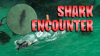 Terrifying encounter as shark scares Snorkellers on Australian beach in Forster, NSW