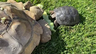 Sulcata meet Galapagos