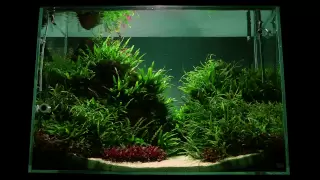 Altitude Aquascape by James Findley - The Making Of