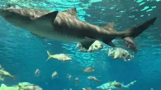 Ripley’s aquarium