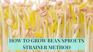 How to Grow Mung Bean Sprouts at Home (Strainer Method)