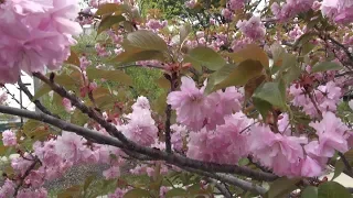 Most beautiful Spring Flowering Trees and Shrubs in Michigan