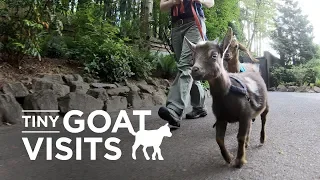 Welcome to Tiny Goat Visits