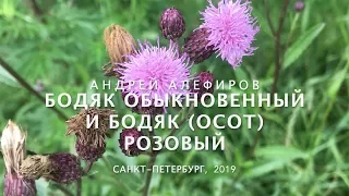 Бодяк обыкновенный и бодяк (осот) розовый. Алефиров А.Н.