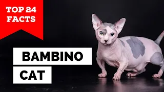 99% of Bambino Cat Owners Don't Know This