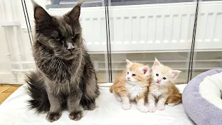 Grumpy Grandma Cat Babysits Her Grandkittens