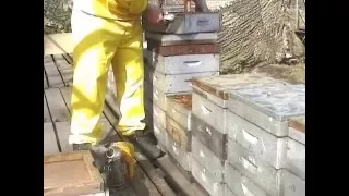 Весенняя ревизия пчелосемей
