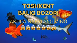 Акула сотилар екан 🫣🫣балик бозори чиройли баликчалар 20 01 2024 ТОШКЕНТ