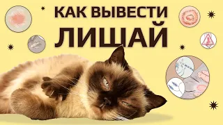 Лишай у кошек и котов 🐈 Как распознать и вылечить