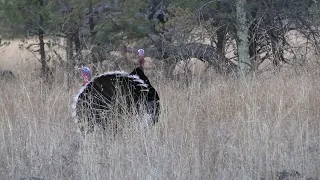 2022 Mexico Goulds Turkey Hunt with Guide Phil Cramer and Hunter Gary Turner