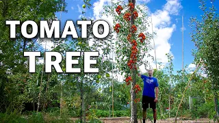 And They Said I was CRAZY for Growing a Tomato Tree...