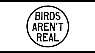 BIRDS ARENT REAL  (short documentary)