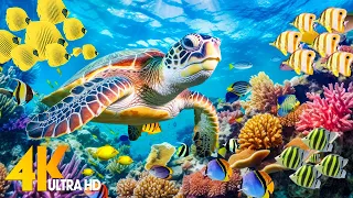 Ocean 4K - Sea Animals for Relaxation, Beautiful Coral Reef Fish in Aquarium (4K Video Ultra HD) #7