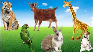 Cute Animal Sounds and Clips: Goat, Giraffe, Peacock, Parrot, Pig, Elephant, Tiger, Dog