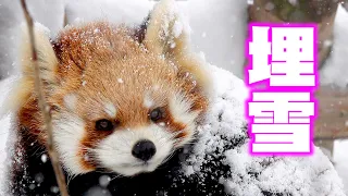 【円山動物園のレッサーパンダ】埋雪（ココ）　January 4 , 2022　Red Panda COCO at Maruyama Zoo