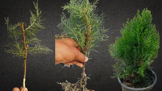 How to grow tamarisk from cutting in sand #tamarisk#jhao