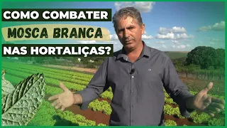 COMO COMBATER MOSCA BRANCA NAS HORTALIÇAS?