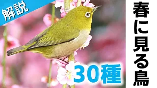 超入門！春に見る鳥30種【解説・鳴き声】