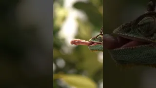 Incredible chameleon tongue!! #slowmotion