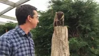 Feeding Pine Martens