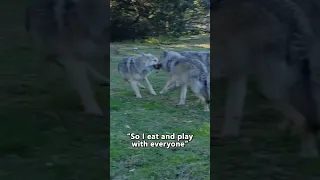 WOLF GAME | 🎤"It's Me, It's Me~It's Real Me!"🤣#shorts #wolf #animals