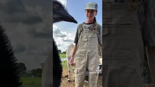 Emmanuel The Emu Goes Viral For Interrupting His Owner's Videos