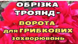 НЕ ІГНОРУЙТЕ цей ФАКТ🔥 Про це мало хто знає🌟 ОБРІЗКА  троянд жовтень - листопад🌹