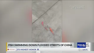 VIDEO: Fish swimming down flooded streets of China