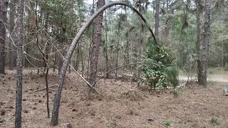 longleaf Pine Tree seeds Sell for $75 dollars worth in one Pine cone. Pine tree blown over from wind