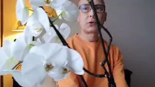 Подкормка орхидеи - это просто..Цветут без перерыва.