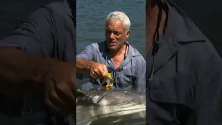 Unbelievable giant sturgeon caught by Jeremy Wade | River Monsters | Animal Planet