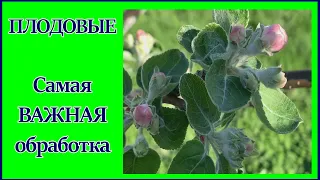 САМАЯ ВАЖНАЯ ОБРАБОТКА РОЗОВЫЙ БУТОН.ВЕСЕННИЕ ОБРАБОТКИ САДА [2020].САД и ОГОРОД.