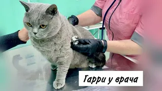 КОТ чистит зубы у врача / British cat at the doctor